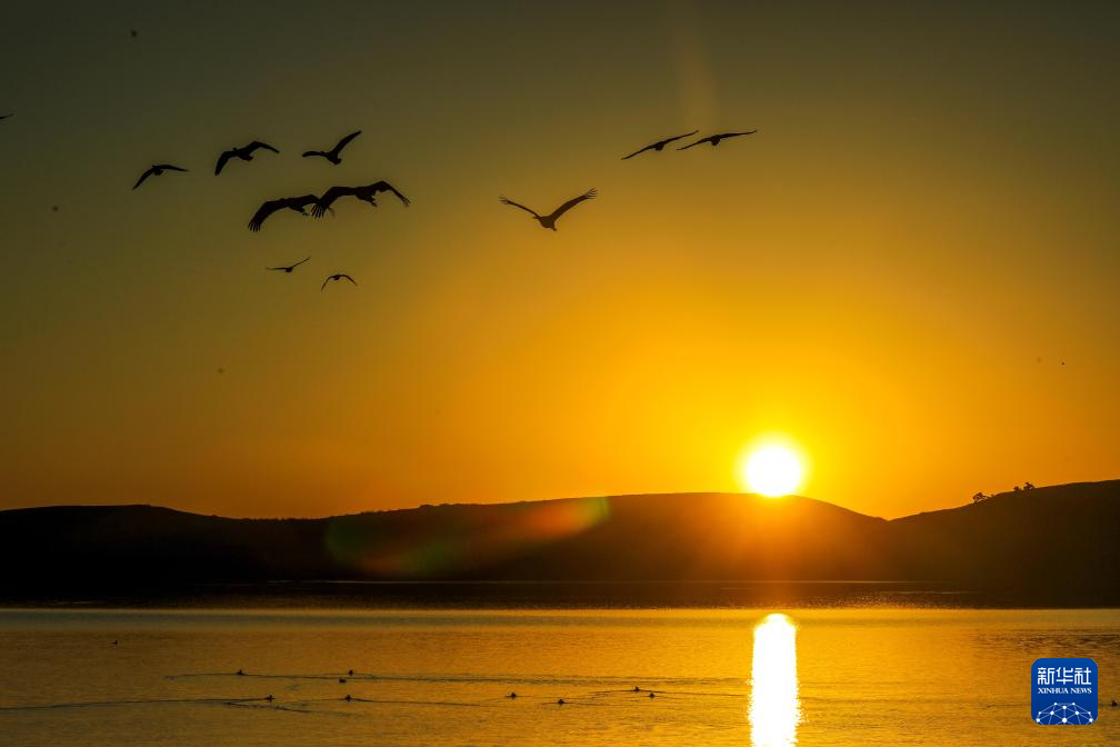 黑颈鹤飞抵云南大山包越冬
