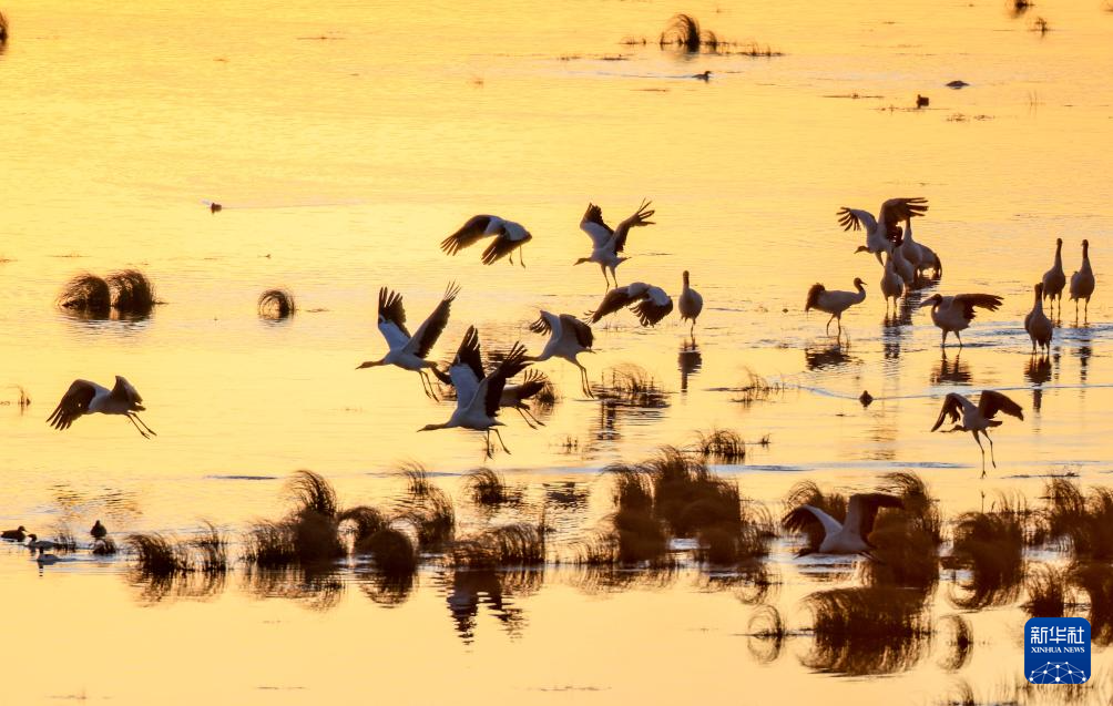 黑颈鹤飞抵云南大山包越冬