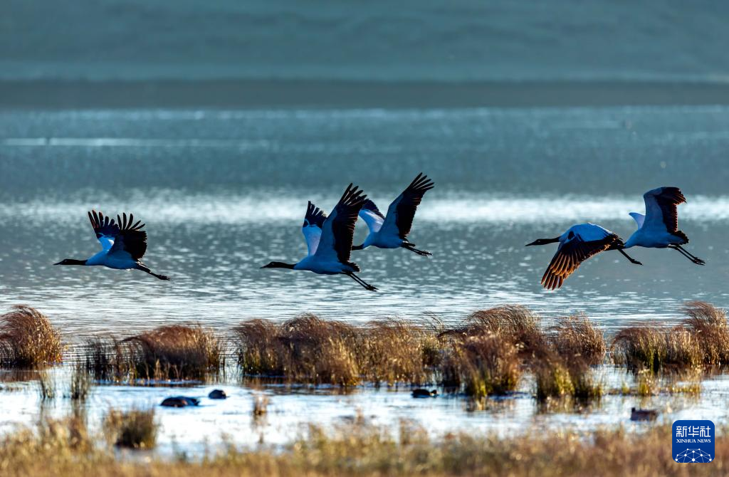 黑颈鹤飞抵云南大山包越冬