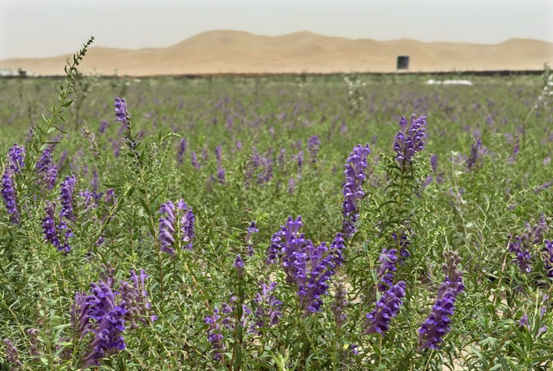 锁边合龙一周年丨从“死亡之海”到“财富绿洲” 看塔克拉玛干如何点沙成金 锁边合龙一周年丨从“死亡之海”到“财富绿洲” 看塔克拉玛干如何点沙成金