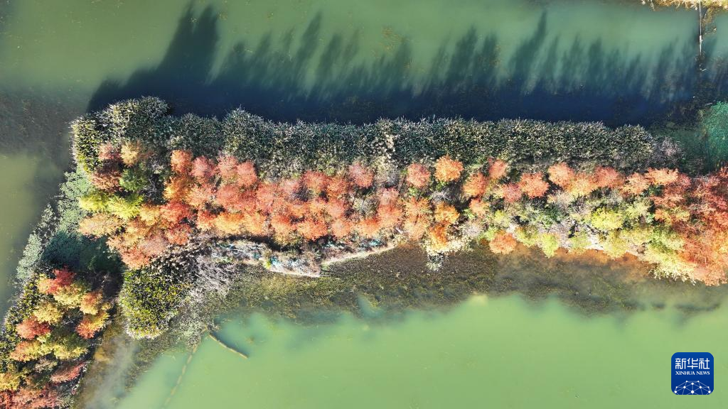 湖南长沙:水杉画卷引客来