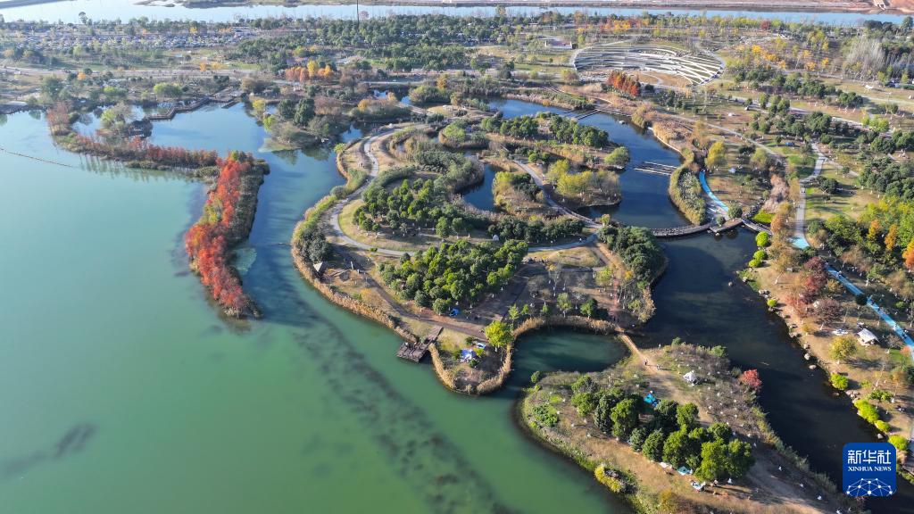 湖南长沙:水杉画卷引客来