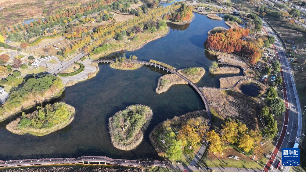 湖南长沙:水杉画卷引客来