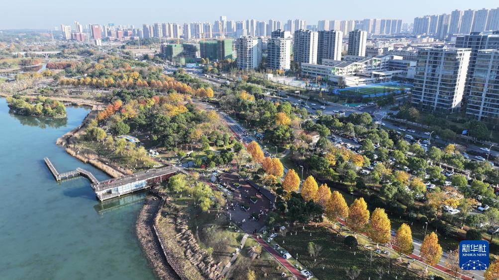 湖南长沙:水杉画卷引客来