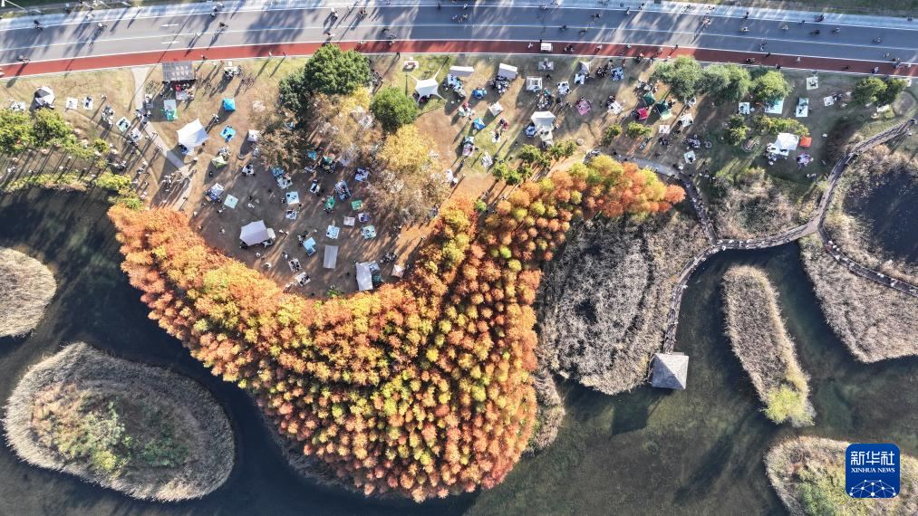 湖南长沙:水杉画卷引客来