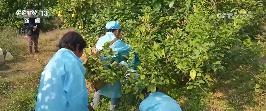 “服务+科技”擦亮特色产业“金字招牌” 农户增收“节节高”