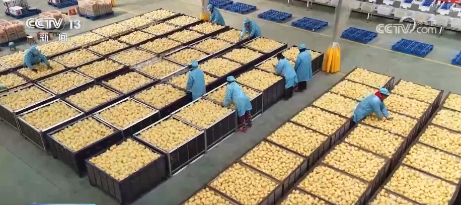 “服务+科技”擦亮特色产业“金字招牌” 农户增收“节节高”