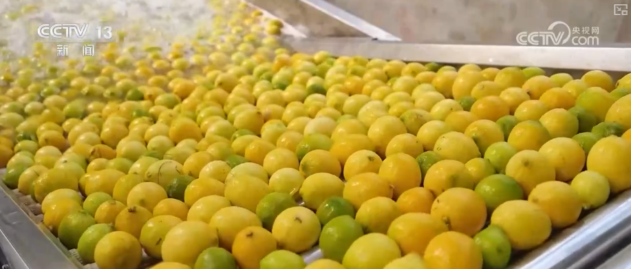 “服务+科技”擦亮特色产业“金字招牌” 农户增收“节节高”