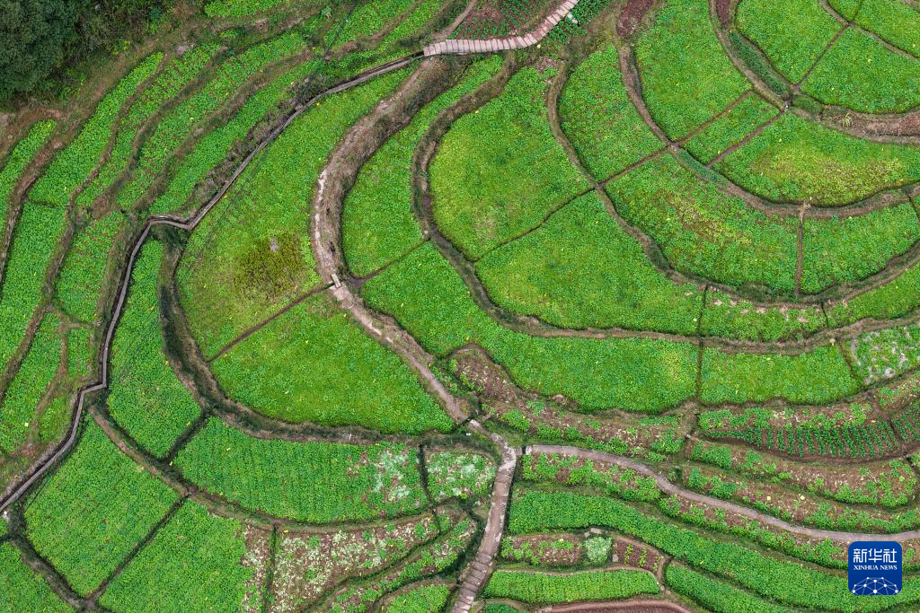 重庆綦江：赶水萝卜迎丰收