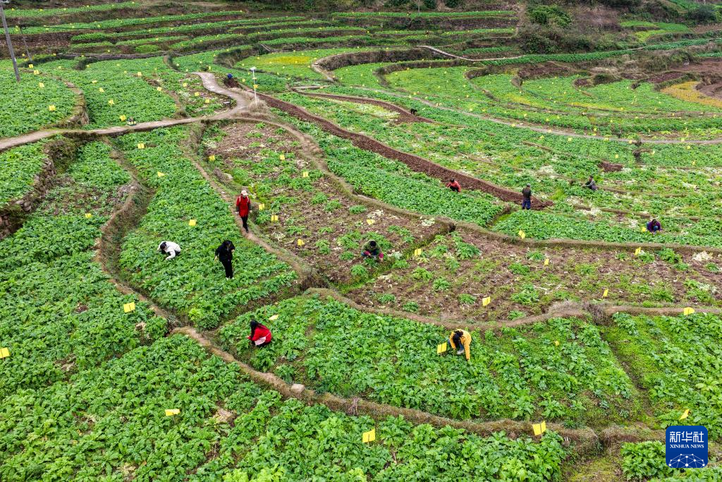 重庆綦江：赶水萝卜迎丰收
