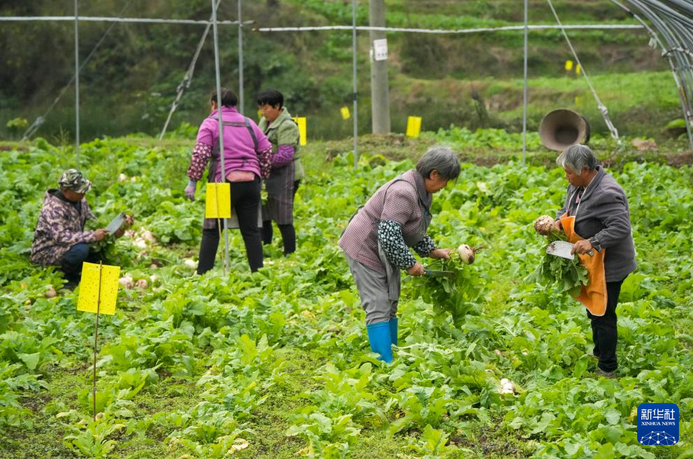 重庆綦江：赶水萝卜迎丰收