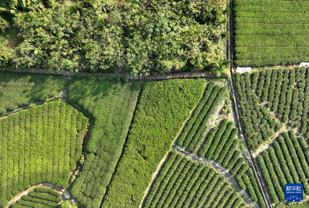 赤溪村的乡村振兴新气象