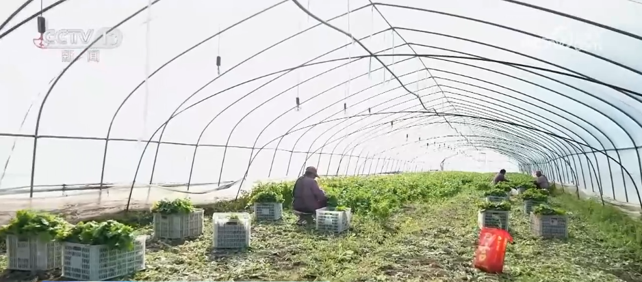 应对低温挑战 多地数措并举保障百姓“菜篮子”供应充足