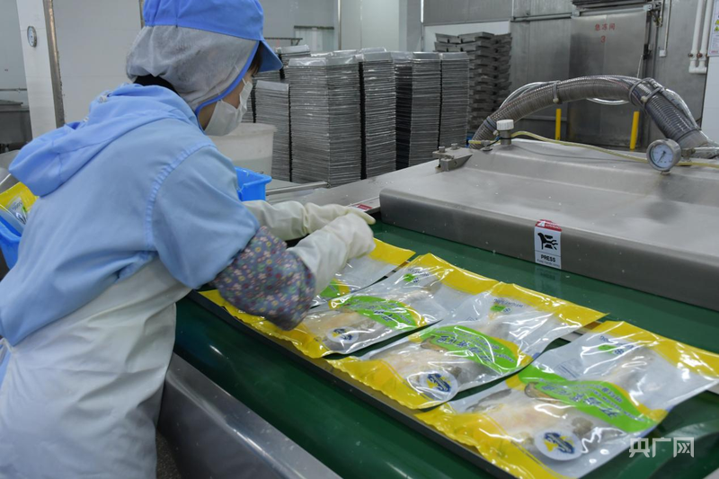 行进的海岸线｜潮起三都澳：一尾“金黄”跃居全国八成市场