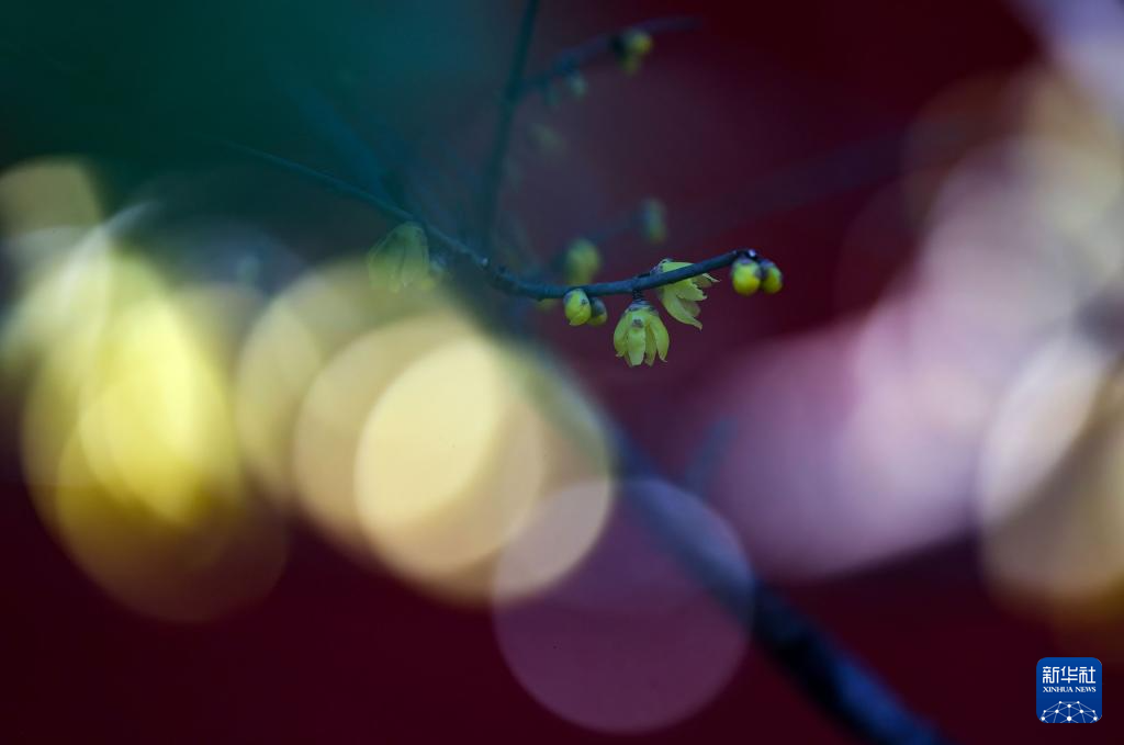 京西卧佛寺：腊梅凌寒开