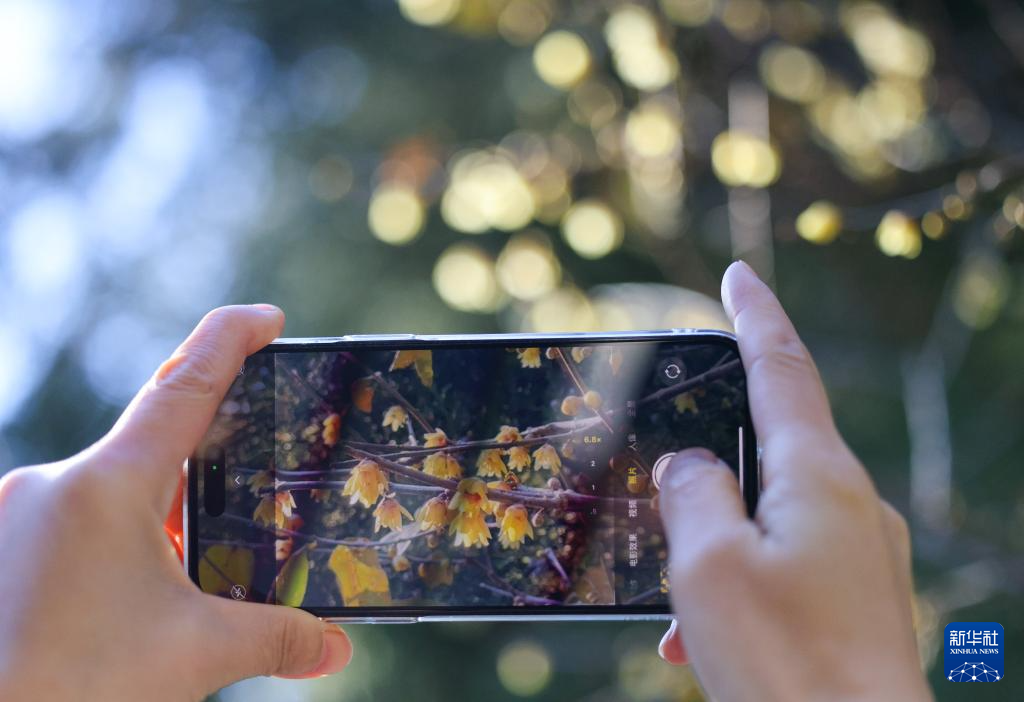 京西卧佛寺：腊梅凌寒开