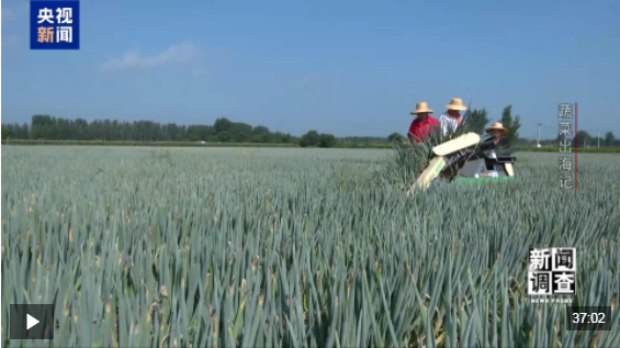 新闻调查丨从追标准到定标准 “中国蔬菜出口第一县”做对了什么？