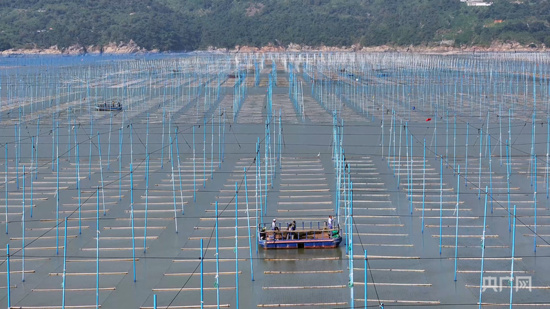 行进的海岸线|从“毛竹海”到“玻璃杆” “中国紫菜之乡”撬动十亿元产业