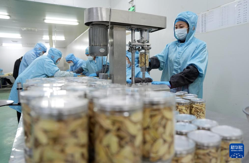 宁夏隆德：深化闽宁协作 打造中药材产业高地