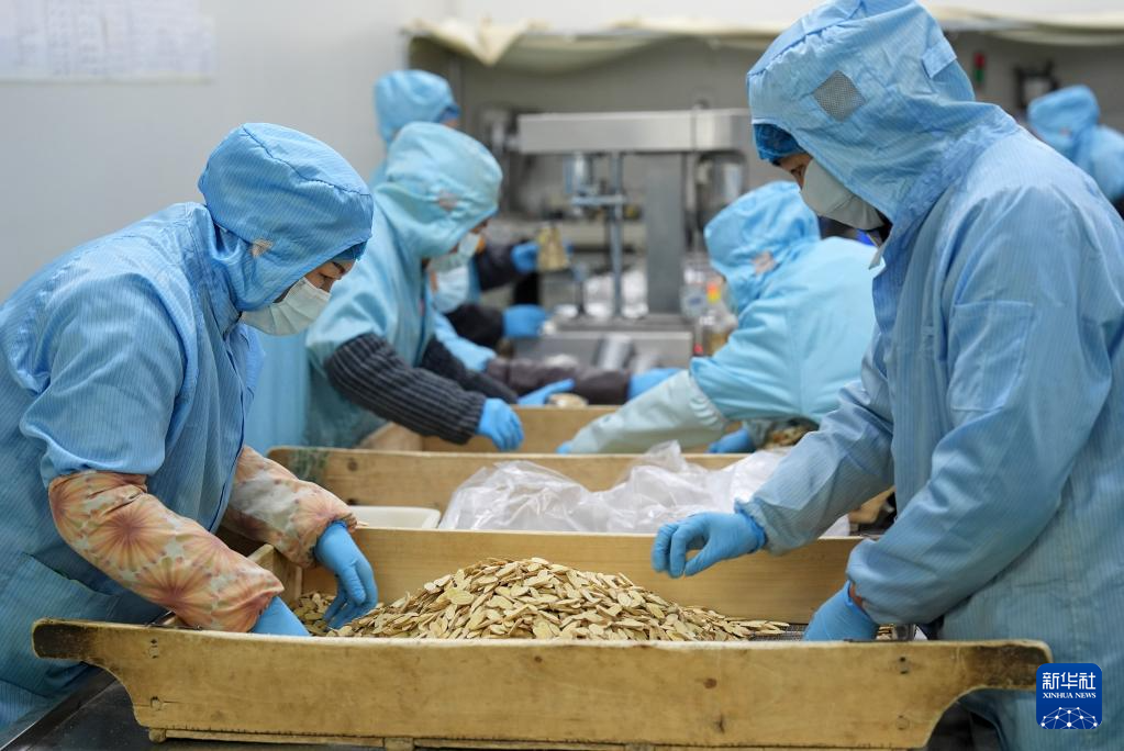 宁夏隆德：深化闽宁协作 打造中药材产业高地