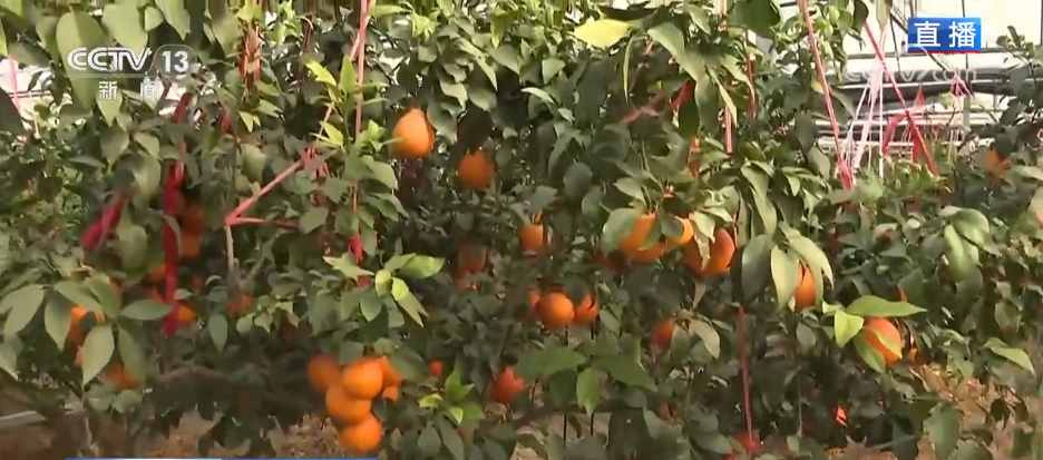 让“闲田”变“忙田” 农村创业新力量让冬日乡村“火”起来