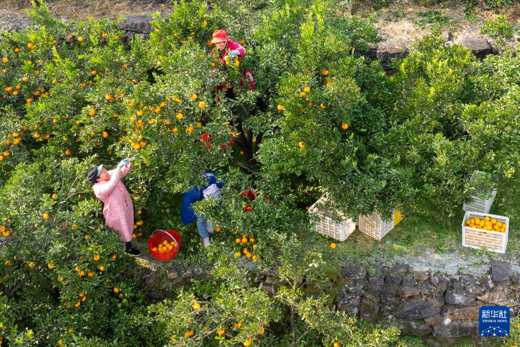 湖北长阳：清江椪柑采销忙