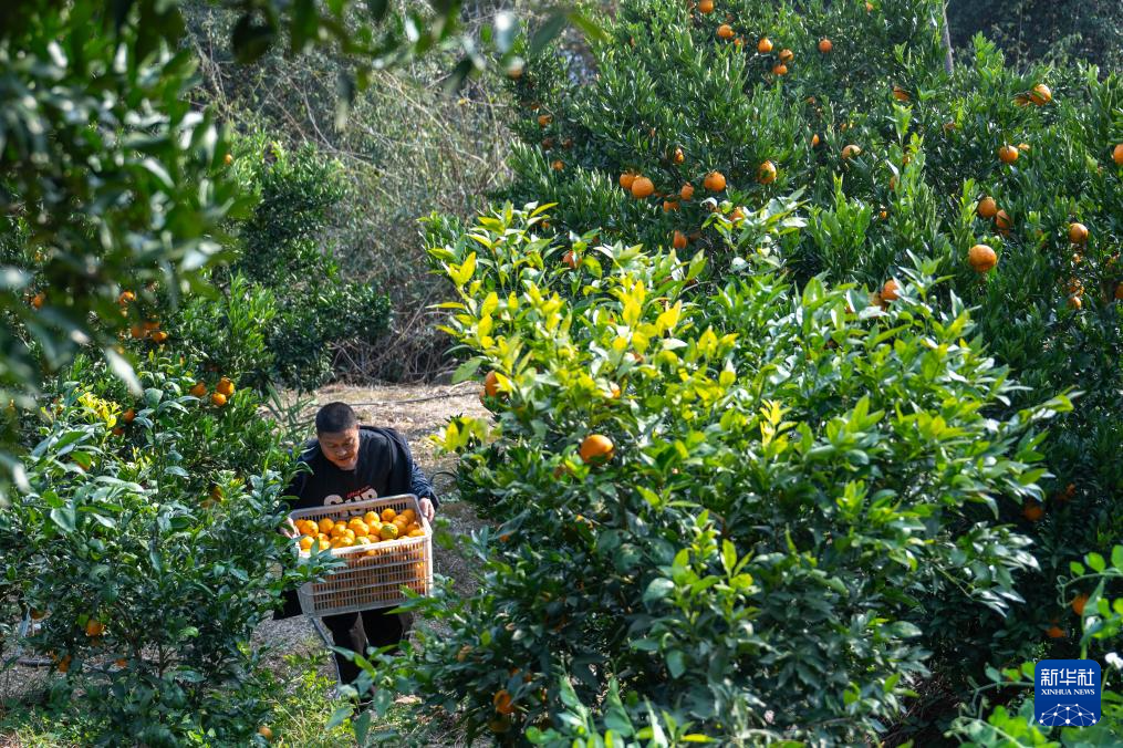 湖北长阳：清江椪柑采销忙