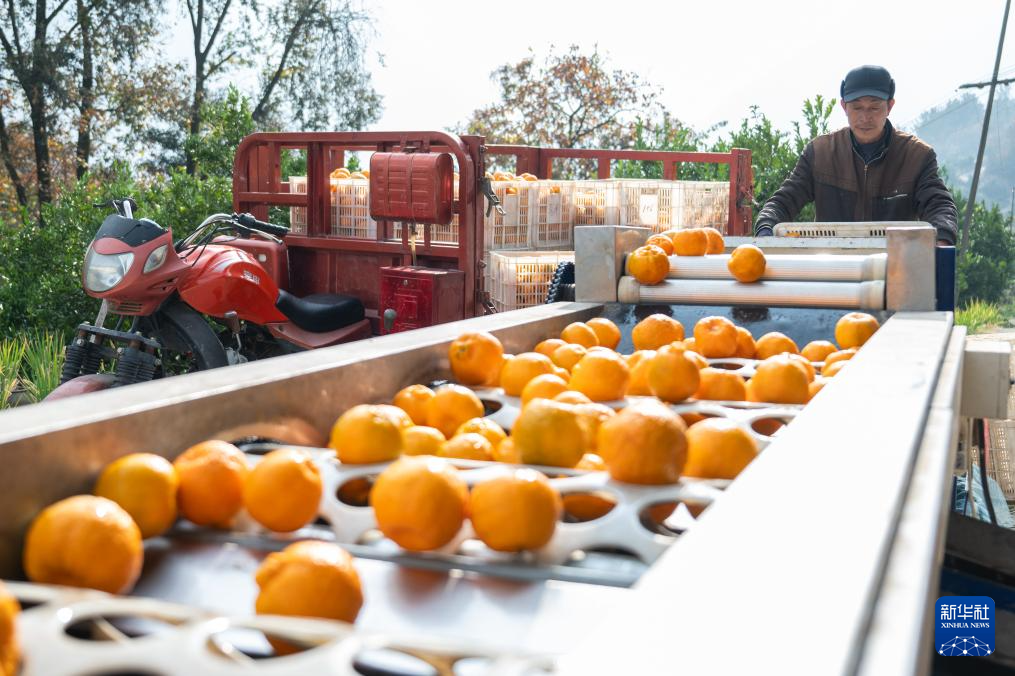 湖北长阳：清江椪柑采销忙