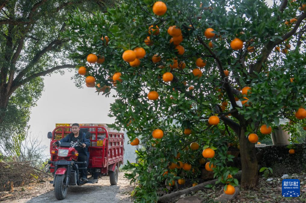 湖北长阳：清江椪柑采销忙