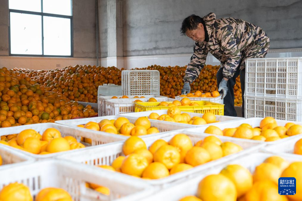 湖北长阳：清江椪柑采销忙