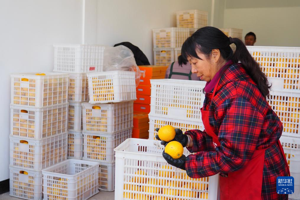 浙江庆元:甜桔柚迎来丰收季