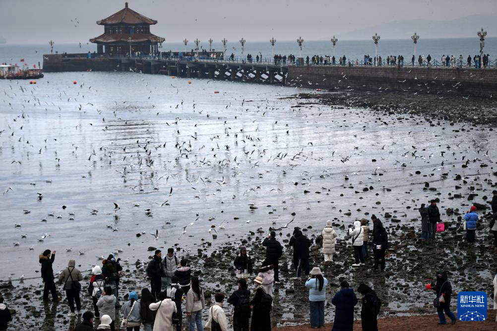 冬日栈桥赏海鸥