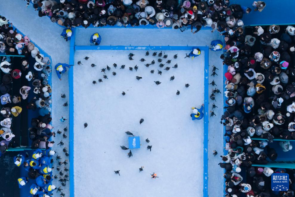 哈尔滨:百只企鹅巡游