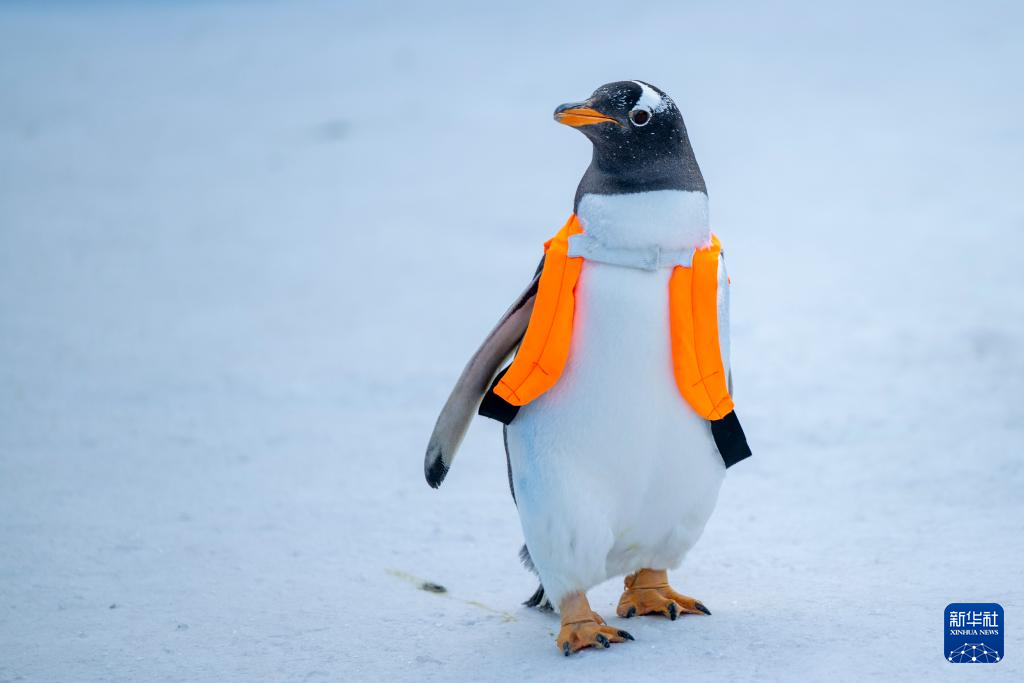 哈尔滨:百只企鹅巡游