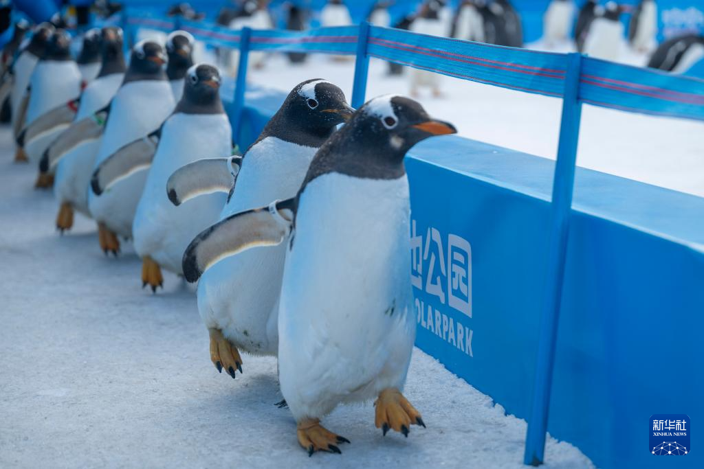 哈尔滨:百只企鹅巡游
