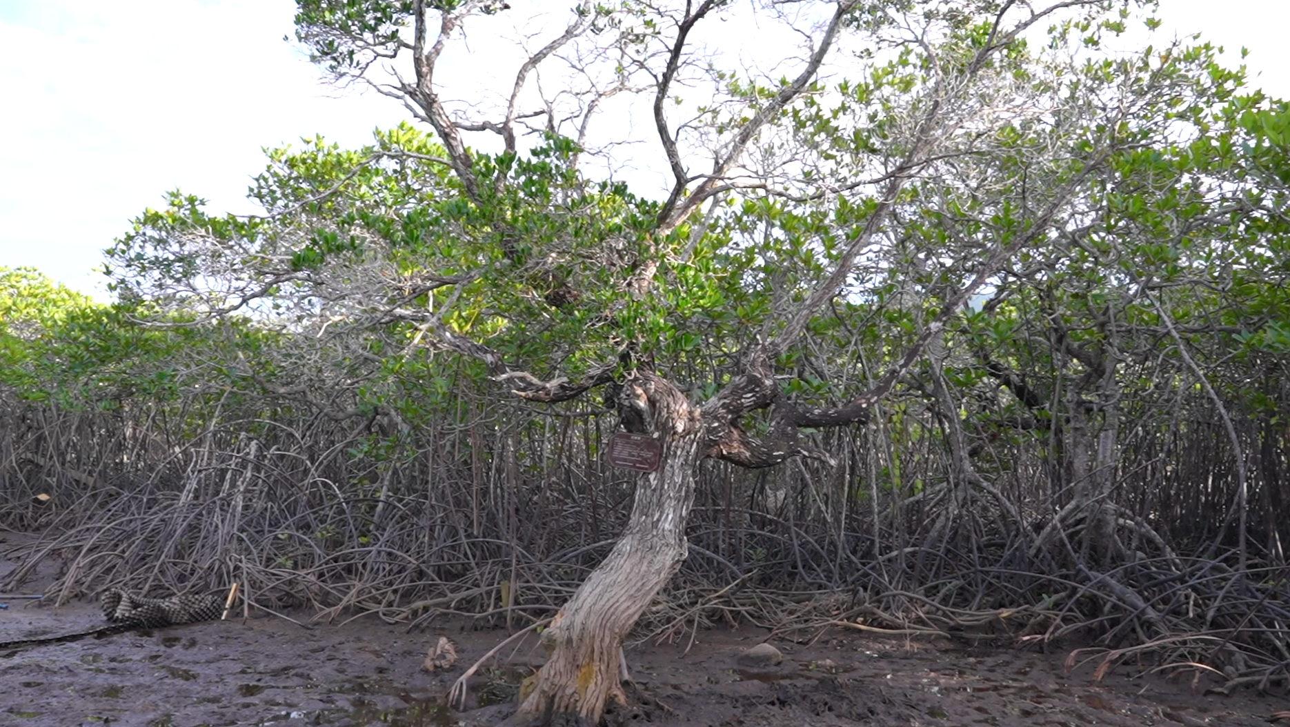 行进的海岸线|国家级美丽海湾优秀案例 15载“海底造林”让三亚海棠焕新