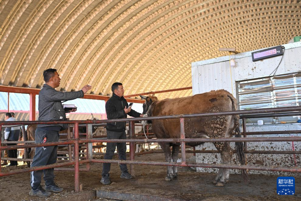 在新疆的巴扎 他们是连接牧场和市场的“纽带”