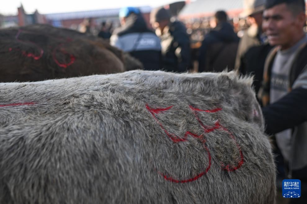 在新疆的巴扎 他们是连接牧场和市场的“纽带”