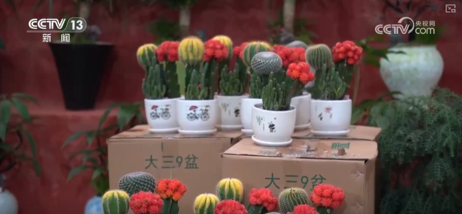 科技加持“美丽经济” 各地年宵花卉集中上市销售火热
