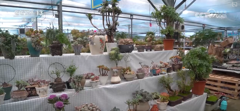 科技加持“美丽经济” 各地年宵花卉集中上市销售火热