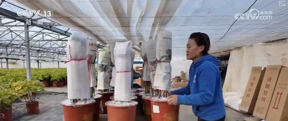 科技加持“美丽经济” 各地年宵花卉集中上市销售火热