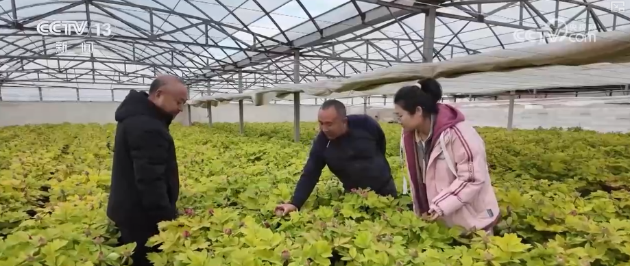 科技加持“美丽经济” 各地年宵花卉集中上市销售火热