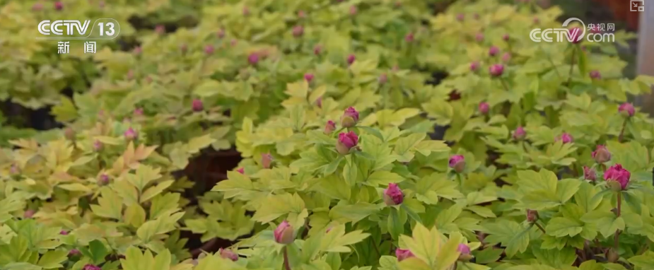 科技加持“美丽经济” 各地年宵花卉集中上市销售火热