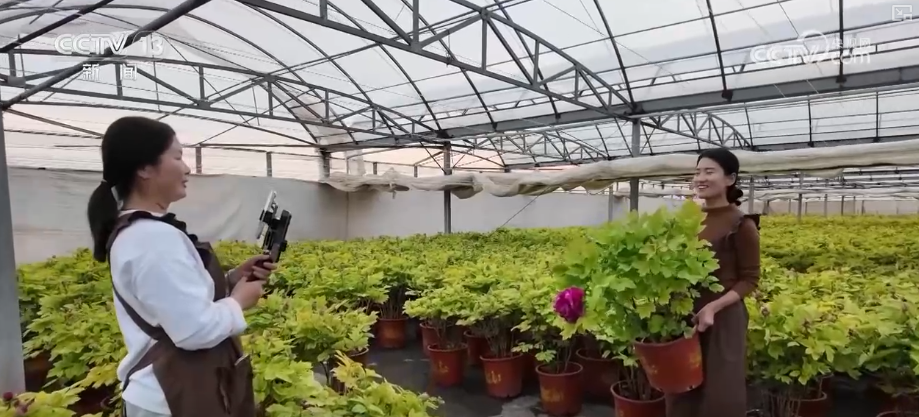 科技加持“美丽经济” 各地年宵花卉集中上市销售火热