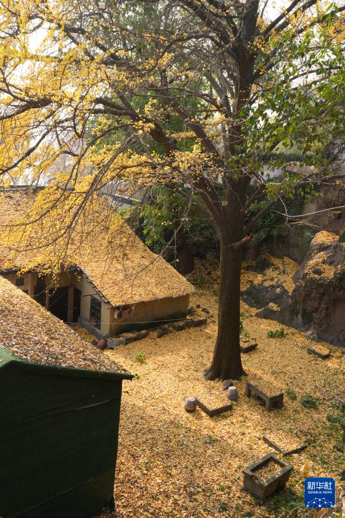 在杭州,路过“树”的浪漫