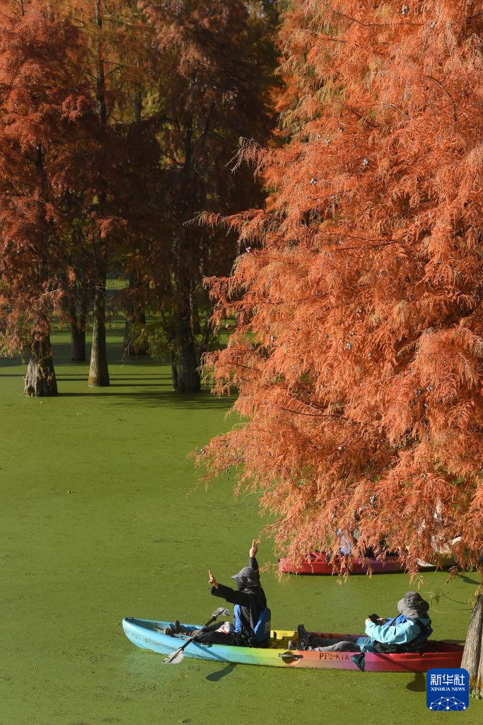 在杭州,路过“树”的浪漫