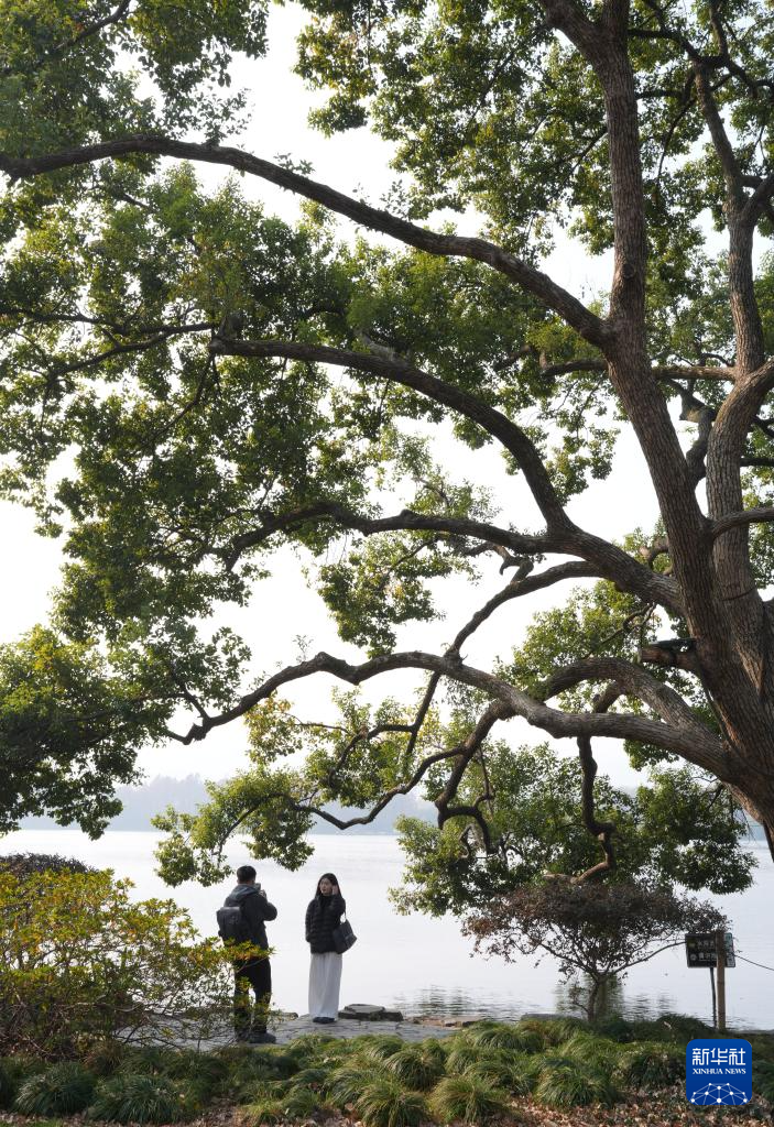 在杭州,路过“树”的浪漫