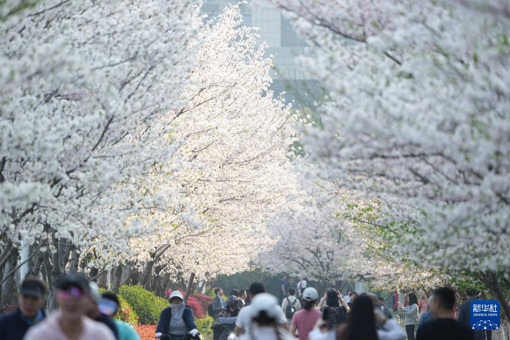 在杭州,路过“树”的浪漫
