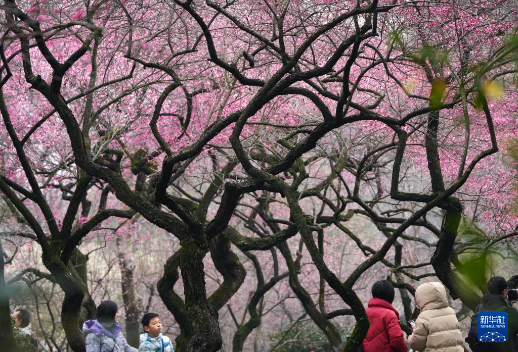 在杭州,路过“树”的浪漫