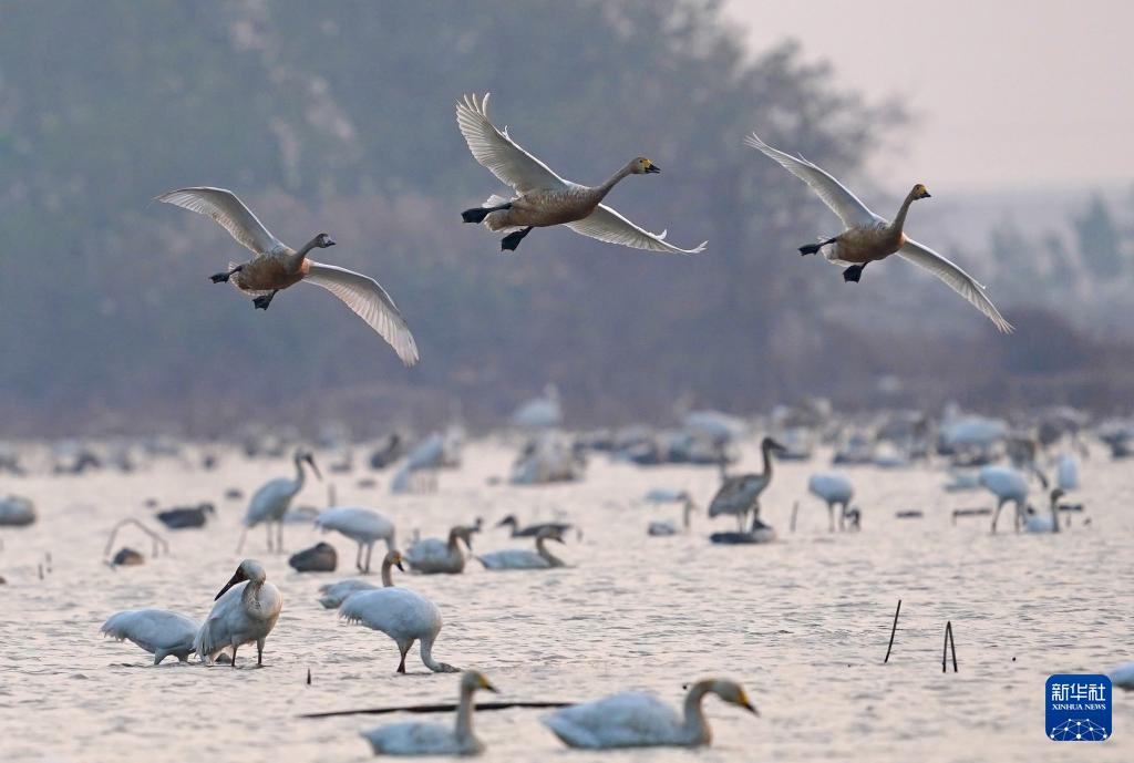 南昌:五星白鹤保护小区迎来候鸟栖息高峰